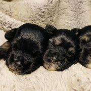 Lowchen Puppies from Willowcreek Lowchens