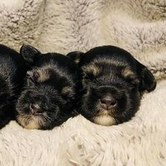 Lowchen Puppies from Willowcreek Lowchens