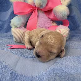 Ms. Pink - Cream female Goldendoodle puppy in Blue Springs, Missouri from Farmstead 51