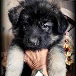 Chief - Black and tan male German Shepherd puppy in Sequim, Washington from German Shepherd Haus