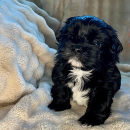 Oliver - Black male Shih Tzu puppy in Reading, Michigan from You Little Shih-tzu’s 😊