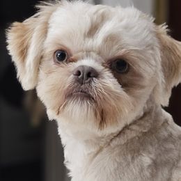 Theo - Shih Tzu
