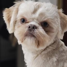 Theo - Shih Tzu