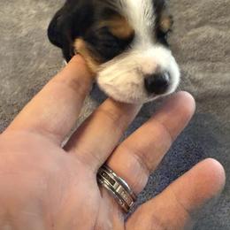 Gray Collar-Midnight - Black tan and white male Beagle puppy in Las Vegas, Nevada from Hound Kings