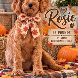 Rosie - Goldendoodle