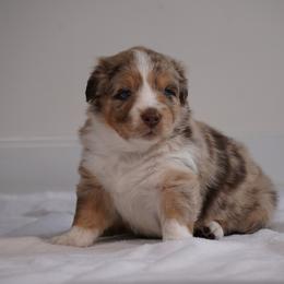 Cloudy - Red merle male Australian Shepherd puppy in Glenville, Pennsylvania from Rolling Hills Australian Shepherds