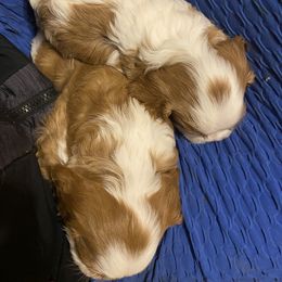 Cavalier King Charles Spaniel Puppies from Country View Cavaliers