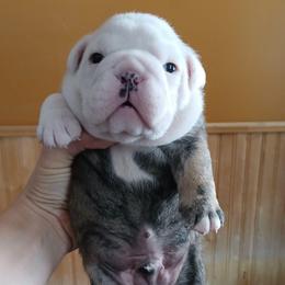 Buster - Fawn brindle and white male Bulldog puppy in Cannon Falls, Minnesota from Pattys Boxers and Bulldogs
