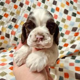 Tinsel - Brown and white female Cocker Spaniel puppy in Delphi, Indiana from Benchmark Cockers