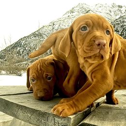 Vizslas from Parker Ranch