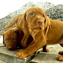 Vizslas from Parker Ranch