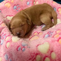 Lime collar - Red  female Goldendoodle puppy in Indianapolis, Indiana from ZuGolden Retrievers & Doodles
