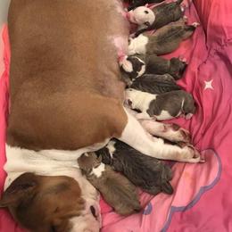 American Bully Puppies from Bolt Action Kennel