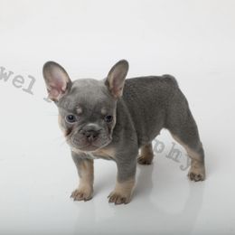 Pinky Pie - Tricolors French Bulldog puppy in Texas from Royal Dream Frenchies