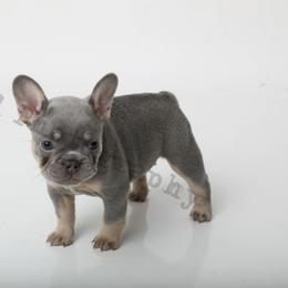 Pinky Pie - Tricolors French Bulldog puppy in Texas from Royal Dream Frenchies