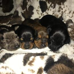 Dachshund Puppies from JBs