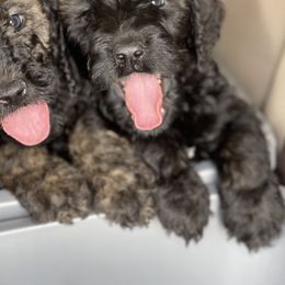 Goldendoodle, Miniature Schnauzer, and Poodle Puppies from 501Doodles