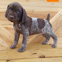 Beau - Liver roan male German Shorthaired Pointer puppy in Elberta, Alabama from Old Orchard Farm