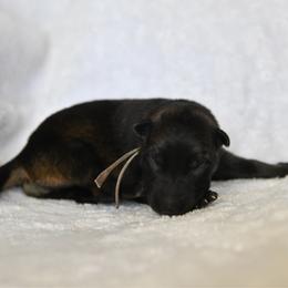 White - Sable female German Shepherd puppy in Louisburg, North Carolina from C6 Ranch & Shepherds