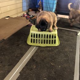 Leonberger Puppies from Tipping Point Leonbergers