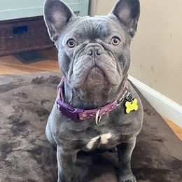 French Bulldogs from Patti Cake & Pups