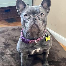 French Bulldogs from Patti Cake & Pups