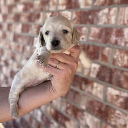 Girl 1 - Cream female Dachshund puppy in Deming, New Mexico from FoxieDoxies of New Mexico