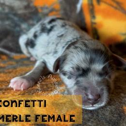 Confetti - Blue merle female Australian Shepherd puppy in Squaw Valley, California from A&M Australian Shepherds