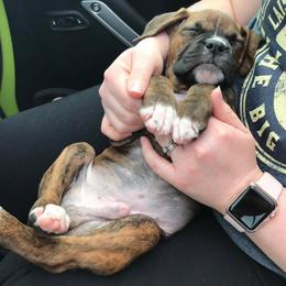 Boxer Puppies from Sergeant's Boxers