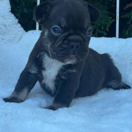 Sampson - Blue male French Bulldog puppy in Ronks, Pennsylvania from Bleu Rock French Bulldogs