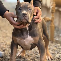 American Bully Puppies from M&M XL Bully Kennel
