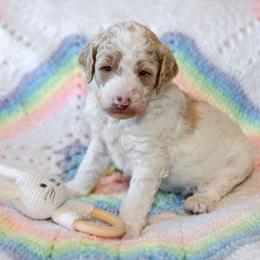 Sunny - Parti female Goldendoodle puppy in Idaho Falls, Idaho from High Quality Goldendoodles