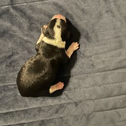 TBD - Tri-color female Cavapoo puppy in Cumby, Texas from Bright Morning Star Pups