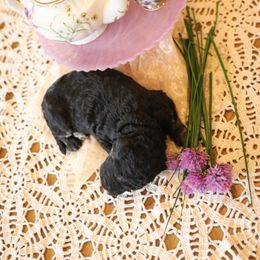 Poodle Puppies from Setting the Standard Poodles