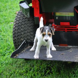 Sparkles - Tri-color female Jack Russell Terrier puppy in New Kent, Virginia from Jigsaw Terriers