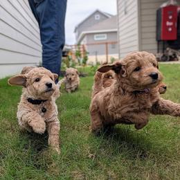 Double Doodle and Goldendoodle Puppies from Big Red Paw Doodles