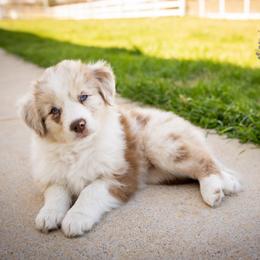 Mocha - Red merle female Miniature Australian Shepherd puppy in Hearne, Texas from Wigglebutts Unlimited