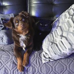 Bambi - Toy Australian Shepherd