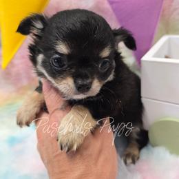Cash - Black and tan male Chihuahua puppy in Bowdon, Georgia from Paschal's Pups