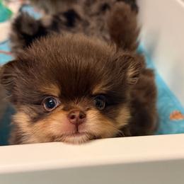 Fletcher - Chocolate and tan male Pomeranian puppy in Newport Beach, California from Exotic City Pomeranians and chihuahuas