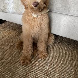 Goldendoodle Puppies from Lundee Doodles