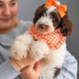 Liberty - Chocolate female Australian Labradoodle puppy in Dawson, Georgia from Still Pond Australian Labradoodles