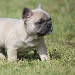American Corgi and French Bulldog All Grown Up from Moonstone Corgis & Frenchies