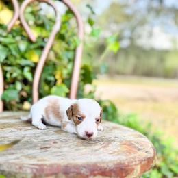 Rusty ( he is TINY) - Piebald male Dachshund puppy in Salters, South Carolina from Long-Pine Dachshund