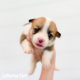 Blue - Catherine Parr (standard) - Red female Pembroke Welsh Corgi puppy in Milan, Georgia from Williams’ Welsh Corgis LLC