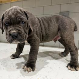 Red collar Male - Gray male Cane Corso puppy in St. Augustine, Florida from RG2 Cane Corsos