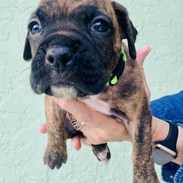 Boxer Puppies from Kruse Boxers