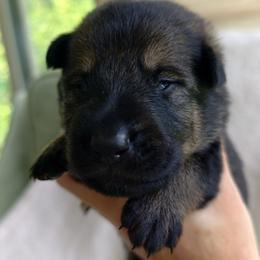 Titan - Sable male German Shepherd puppy in Southern Maryland, Maryland from Reddington Shepherds