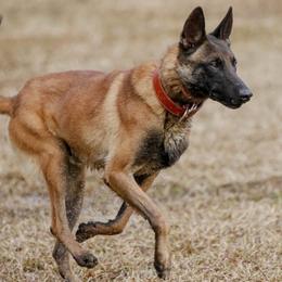 Belgian Malinois and Scottish Terriers from North River k9