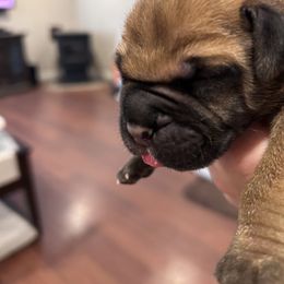 Bullmastiff Puppies from Curnwood’s Bullmastiff’s